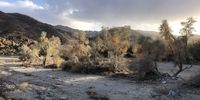 Smoke trees at dusk, Corn Springs, Chuckwalla Mountains, Mojave Desert, California. Photographer: Ian Abramson