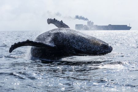 Humpback whale watching off the coast of Rio de Janeiro, and more from around the world