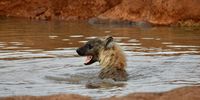 Hyena enjoying a swim on a cold winter’s morning in Addo.