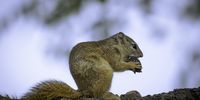 Tree squirrel enjoying a snack. Kruger National Park.