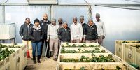 The Centre for Biological Control Sisonke Programme employs 10 people living with disabilities from Makhanda to rear biological control agents (such as weevils). (Photo: David Taylor / Centre for Biological Control)