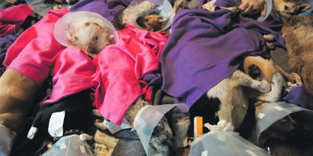 A snip and a yip to keep the lid on proliferating pups