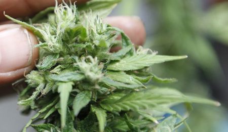 The Cannabis Chronicles: Dramatis personae, part I