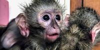 Shot, skinned and sold: South Africa’s enormous trade in wild primates