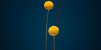 This series consists of minimalist portraits of extraordinary flora. Apparently out of this world, they serve as a reminder of the beauty that exists in nature’s strangeness and complexity. © Jan Prengel, Germany, Shortlist, Professional, Still Life, 2021 Sony World Photography Awards