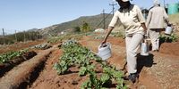 Staff at a small-scale farm in KwaXimba cultivate and maintain  crops. (Photo: Mandla Langa)