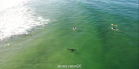 Drone footage showing another white shark in Plettenberg Bay. (Photo: Zachary Berman)