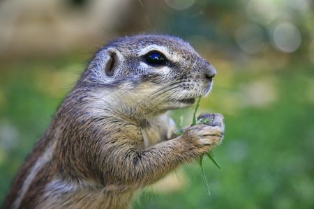 Birds, mice, snakes and baboons – Creatures who treat your house as theirs