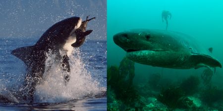 As Great Whites disappear off the Cape's Seal Island, sevengill sharks, ‘living fossils’, move in