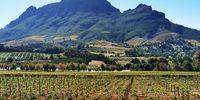 Autumn in the Stellenbosch Winelands. Image: Brenda Dornbrack
