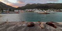 Three seals and Laska at Kalk Bay Harbour.