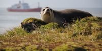 A fur seal framed by the SA Agulhas I research and resupply vessel during the base’s grand official launch in March 2011. (Photo: Tiara Walters)