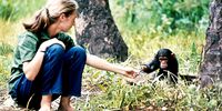 A young Jane Goodall with baby chimpanzee Flint at Gombe Stream Research Centre in Tanzania. (Photo: Hugo van Lawick / JGI)