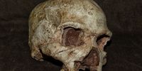 The Hofmeyr Skull, palaeo-icon of the little Karoo town. (Photo: Chris Marais)<br>