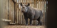 They’re back! Rhino orphans return to the shores of Lake Kariba