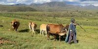 Some 60 percent of rural Basotho live below the poverty line, although if their grazing remains<br>healthy, so will their herds and crops, a form of wealth that predates the cash economy and the title<br>deed.<br>(Screenshot: Supplied)