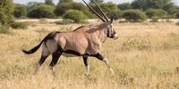 Oryx [Gemsbok] - Central Kalahari Game Reserve, Botswana. Photographer: Con Fauconnier