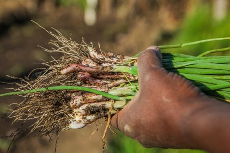 The policy shift South Africa needs to achieve food sustainability