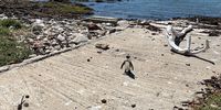 Lonely penguin at Stony Point. Photographer: Trysten Streak</p>
<p>P4U_readersubmission_20250314