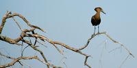 A Hamerkop rests on the branch of a tree in the Kwedi concession in the Okavango Delta. (Photo: EPA / Gernot Hensel)