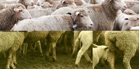 Five nabbed in Eastern Cape for 'stealing' and loading 30 sheep into taxi