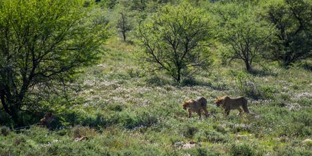 Protecting cheetahs, island style — how Eastern Cape park plays vital role in mimicking natural migration