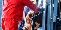 Farmers call for independent FMD test result verification