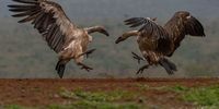 Fighting Vultures at Zimanga Private Game Reserve.