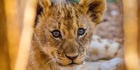 Award-winning documentary witnesses local wildlife experts take on lion cub rescue mission