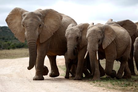 Elephants do not respond to hashtags or opinion writers