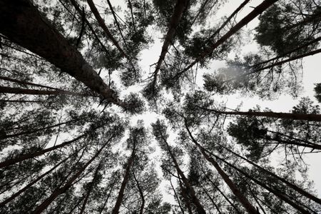 Science-based ecological restoration crucial to stemming biodiversity loss in Cape’s threatened lowland fynbos