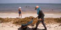 epa09445561 A worker cleans a sargassum-covered beach in Punta Cana, Dominican Republic, 03 August 2021 (issued 03 September 2021). An unprecedented amount of sargassum has invaded this summer part of the paradisiacal beaches of white sand and crystal clear water of the Dominican Republic, in the process of recovery of tourism, the main source of foreign currency in the country. For weeks, the algae that originates in the Sargasso Sea, a region of the Atlantic east of the United States, has been spreading along the coasts of the country, including places where it is not common.  EPA-EFE/ORLANDO BARRIA  ATTENTION: This Image is part of a PHOTO SET