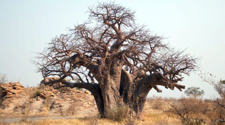 Why has Limpopo dumped its biodiversity protection plan into a dark hole?