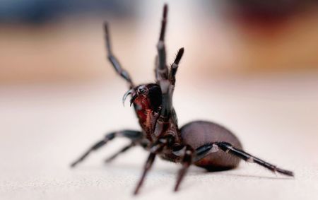 Australian scientists discover bigger species of deadly funnel web spiders