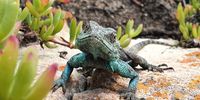 Agama Armata Lizard ... at the Beautiful Cape Point.