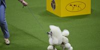 A Poodle competes in the 147th Annual Westminster Kennel Club Dog Show Presented by Purina Pro Plan at Arthur Ashe Stadium on May 08, 2023 in New York City. (Photo by Bryan Bedder/Getty Images for Westminster Kennel Club)