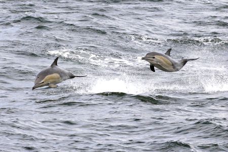 The day Annemie Landmeters swam across False Bay