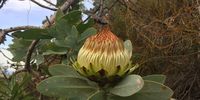 Waboom (Nitida) Protea about to bloom. Picture taken.  Contour above Kirstenbosch gardens .  Sunday 12 June 2022. Image:  Leslie Salo, Disa Hiking Group
