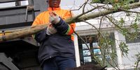 The devastating impact of the PSHB beetle is visible across Cape Town, with thousands of mature trees removed to halt its spread. Here, a City of Cape Town official assists with a soon-to-be-planted Water Oak, which stands as a symbol of resilience amid the tree-killing Vietnamese beetle infestation. (Photo: Kristin Engel)