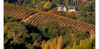 Autumn view from Constantia Nek. Photographer: Derrick Coetzer</p>
<p>P4U_readersubmission_20250516