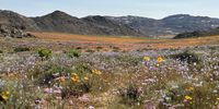 Spring flowers. Photographer: Lisa Key