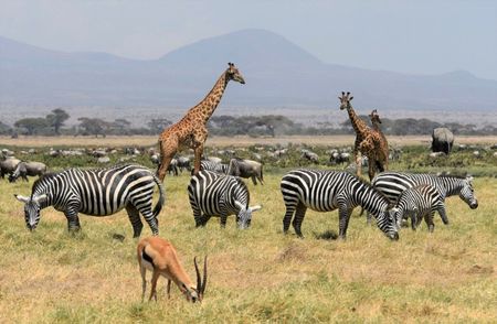 From gourds to satellites: A Maasai-inspired model for reweaving Kenya’s rangelands