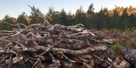 Unfettered rural development tramples the bucolic life