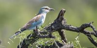 A European Roller taken on the Nambiti Game Reserve, KZN on the 21st of Feb.
