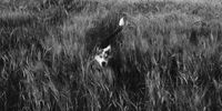 [Wet fun in the wheat!]. Photographer: [Paul Harris].