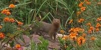 Wildlife thriving in suburban Northcliff garden.  Mongoose keeping snakes at bay!</p>
<p> </p>
<p>CREDIT: Angelica Pino