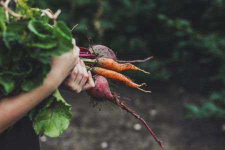 South Africa's Organic Products Sector Primed for Global Success