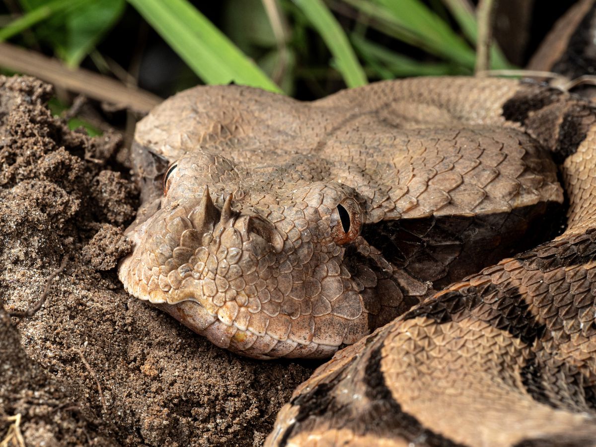 Dozens of new species found in one of Africa’s last biodiversity blank ...