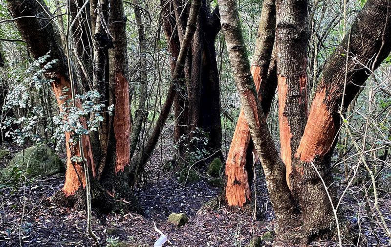 A new narrative around bark stripping in Newlands Forest in Cape Town
