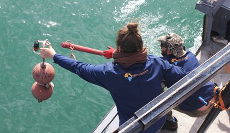 How scientists are using AI to eavesdrop on dolphins and estimate population size